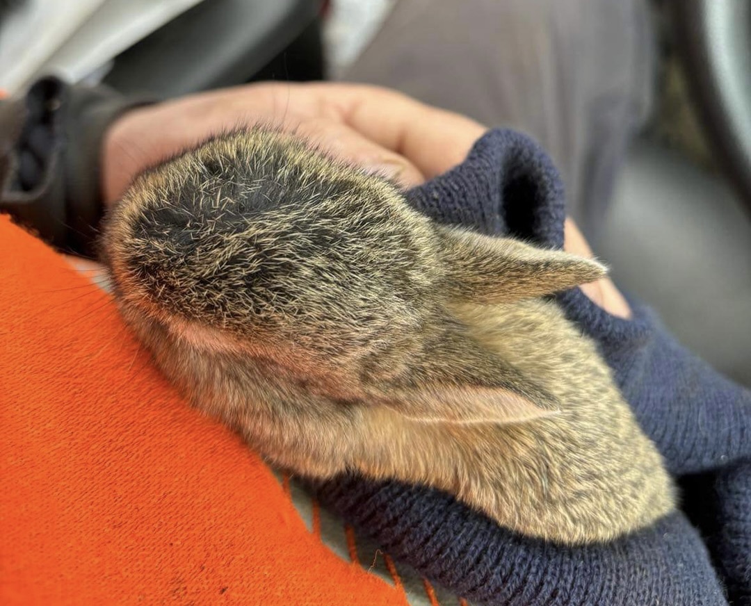 A close-up image of the rescued rabbit
