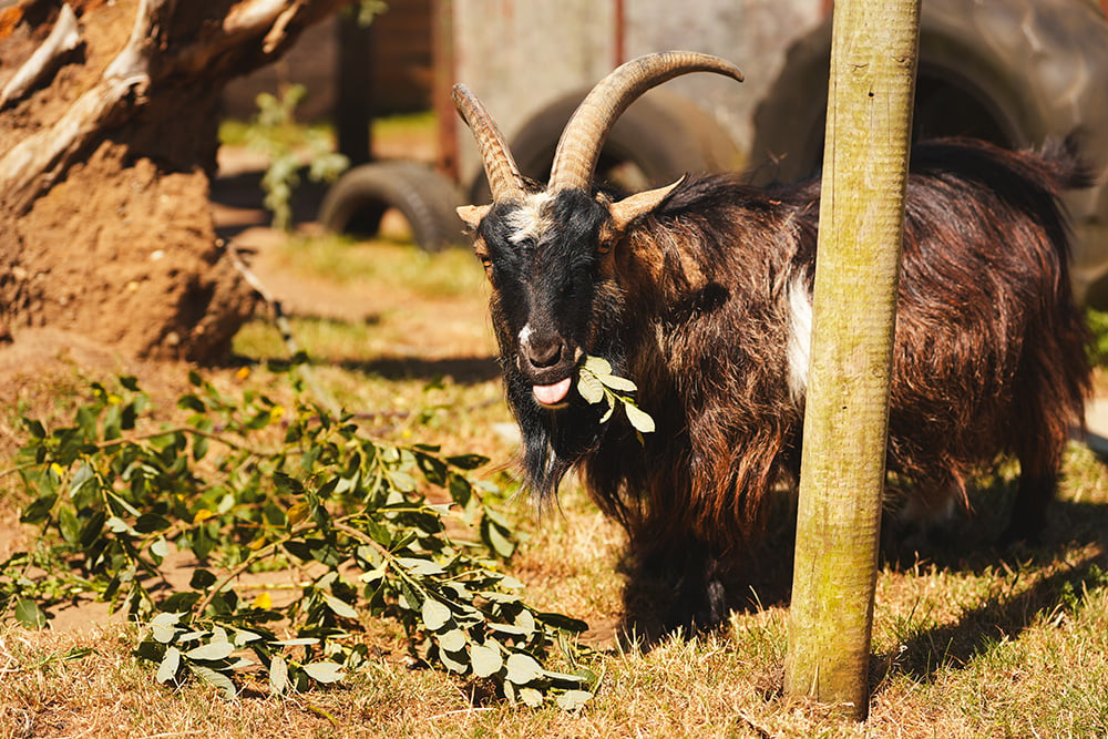Goat eating browse