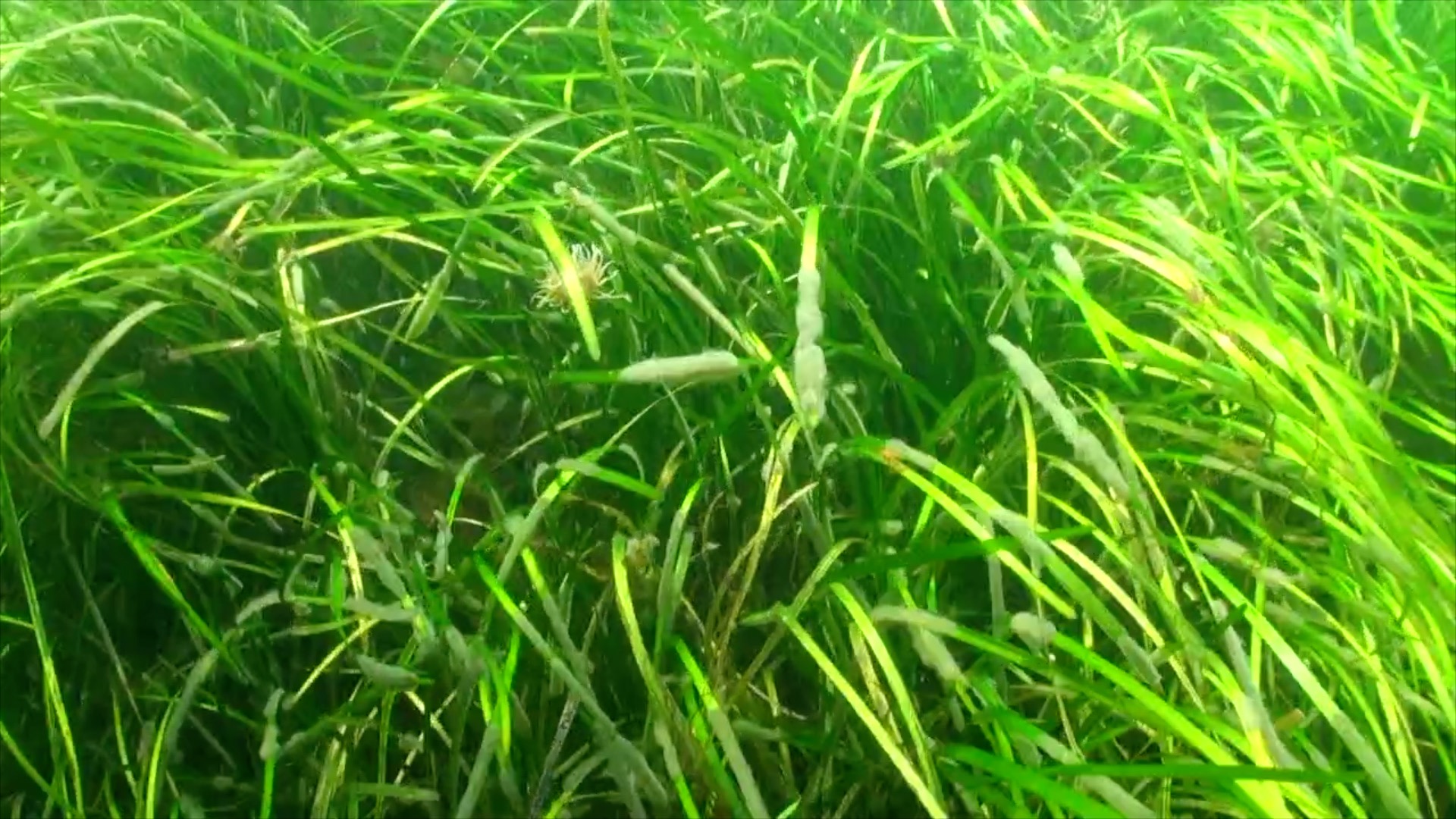 Seagrass image from NatureScot