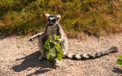 A ring-tailed lemur sits on the ground, holding green leaves.