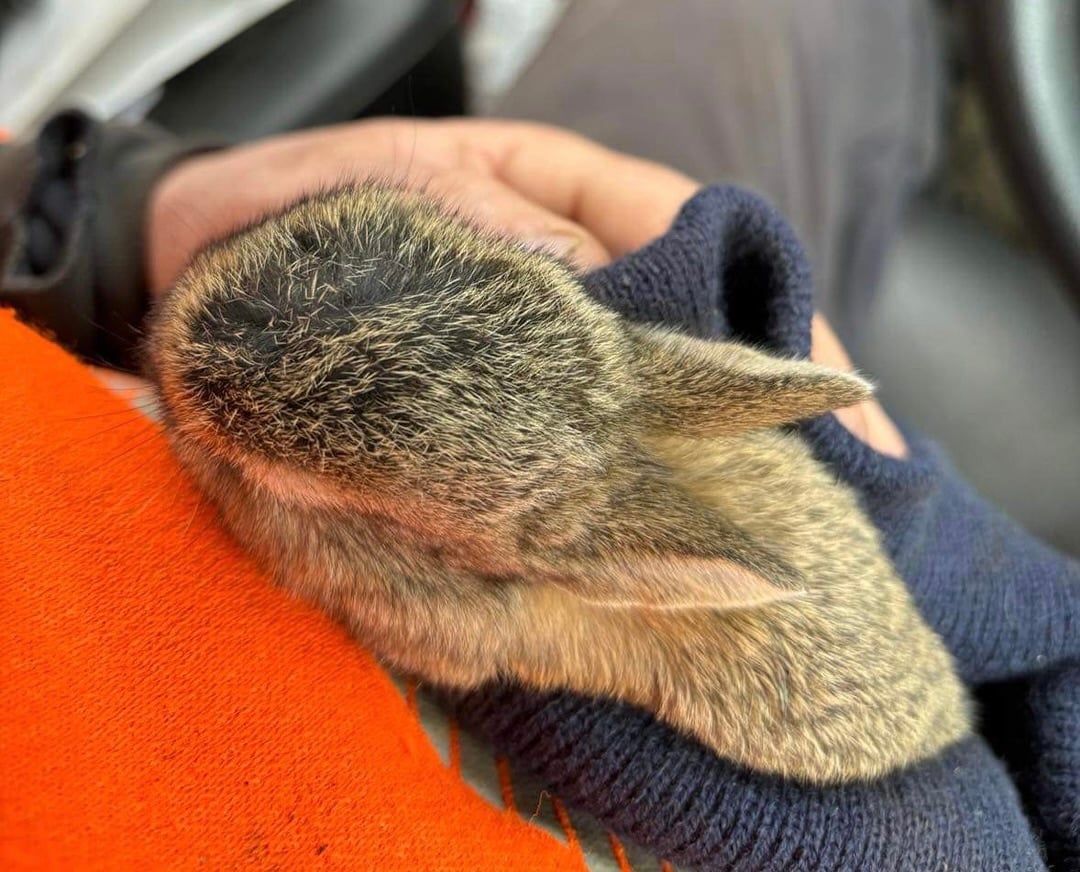A close-up image of the rescued rabbit