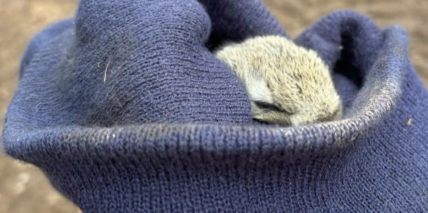 A close up of the baby bunny rescued by an SSEN lines team in Perthshire