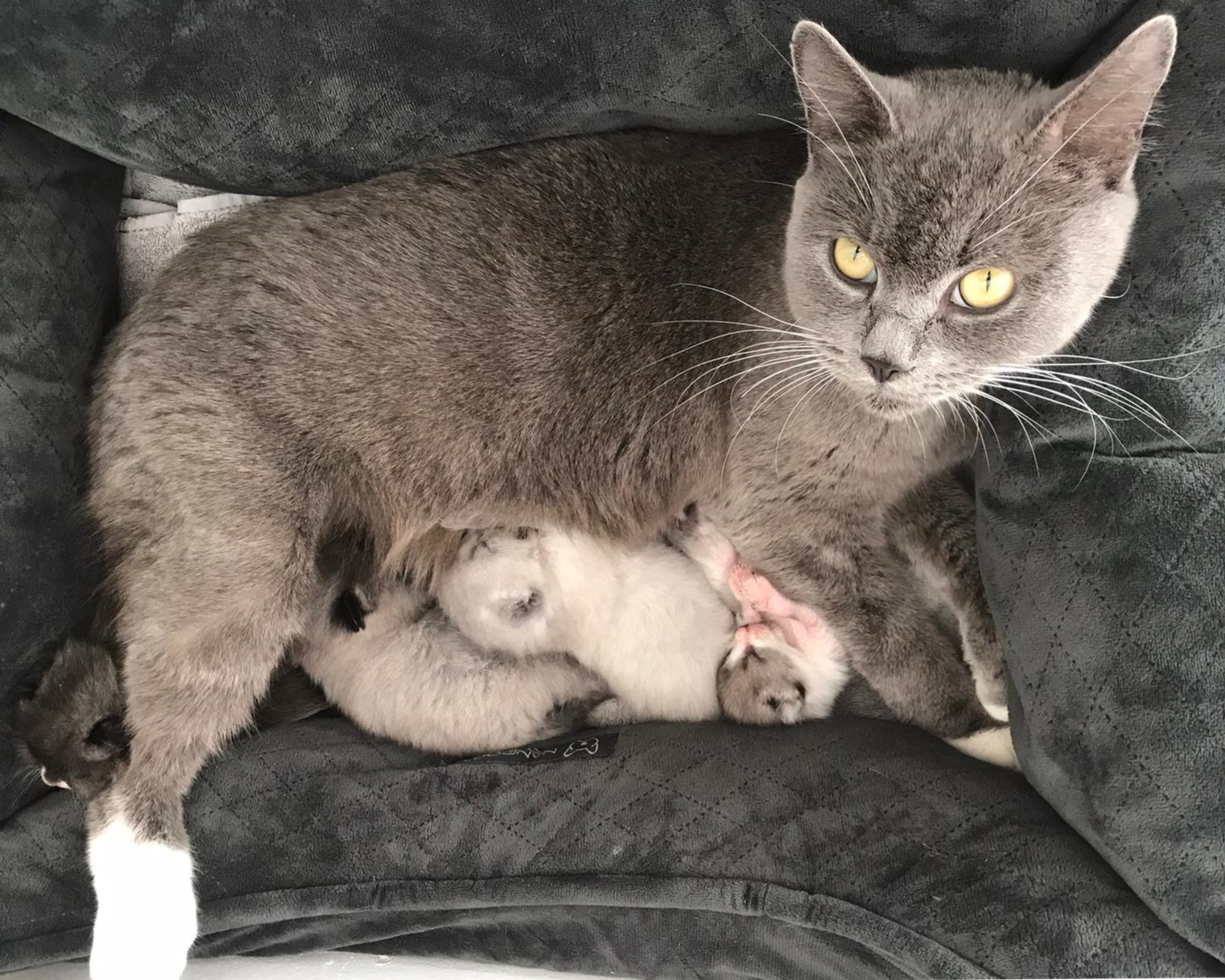 Grey cat with four kittens