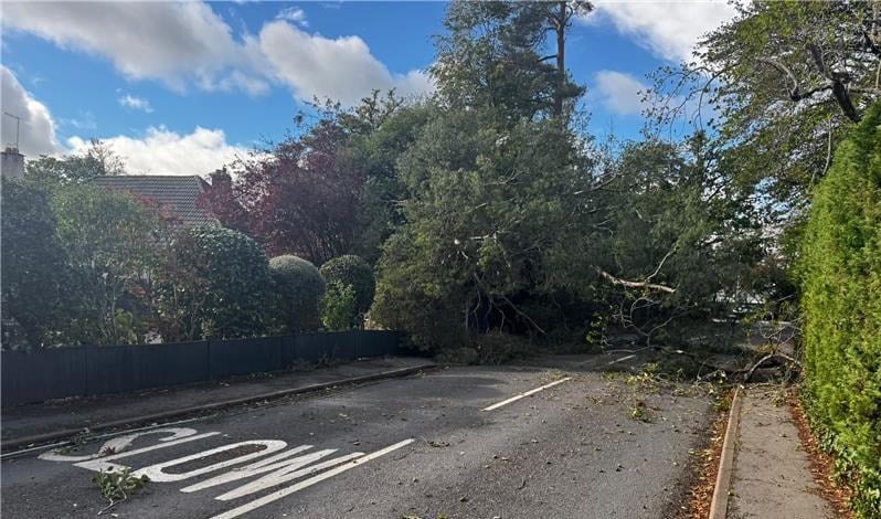 Image of tree down over road