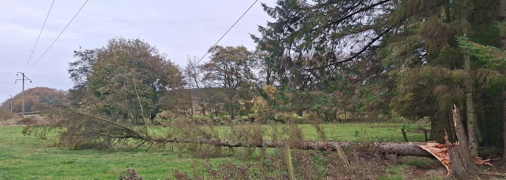 Line blown onto tree