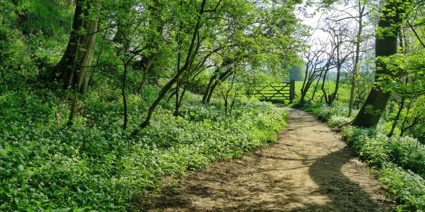 Image of forest path in English countryside