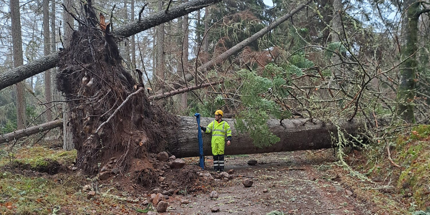 SSEN staff member standing next to fallen tree