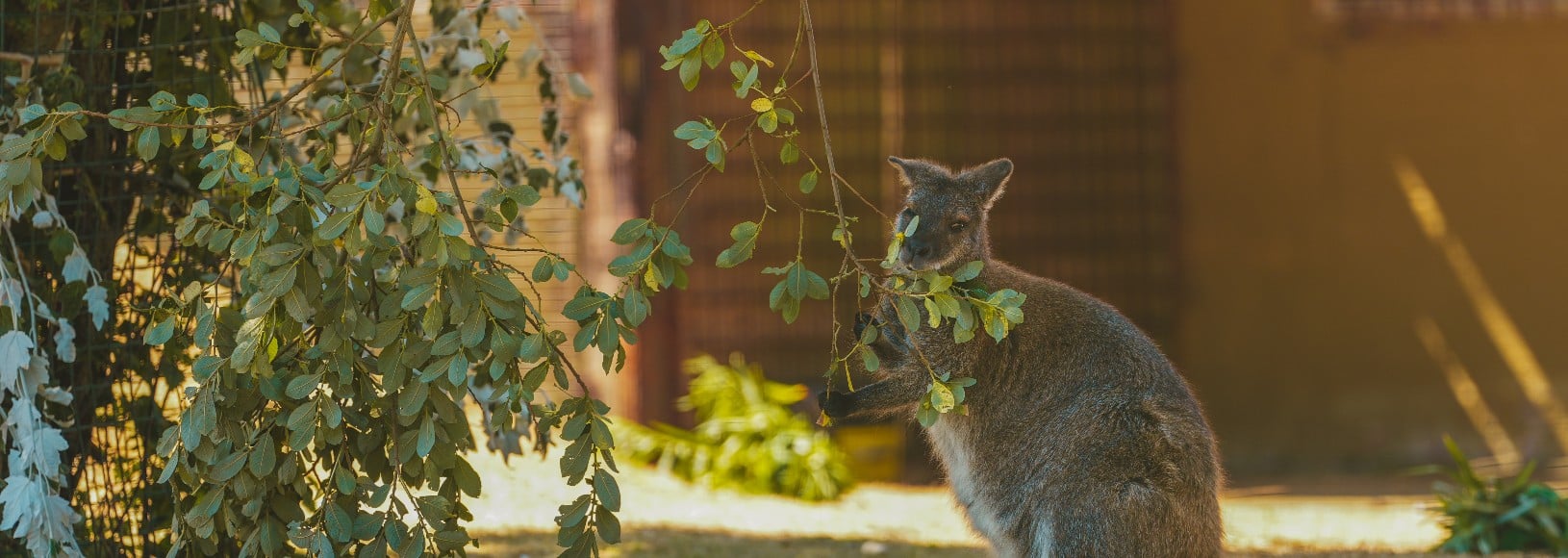A wallaby stands eating green leaves from a branch.