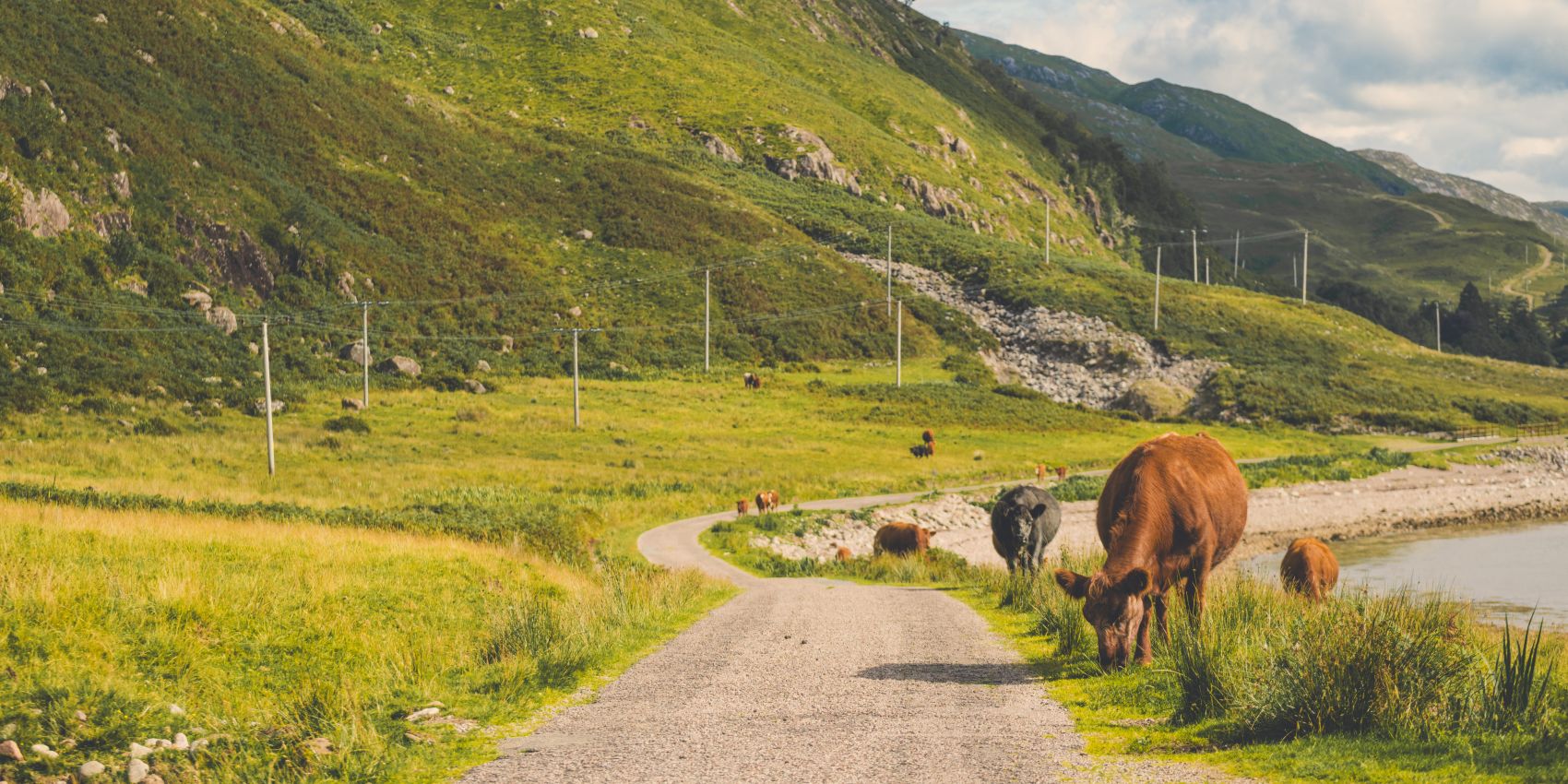The SSEN Distribution network running through countryside in early autumn