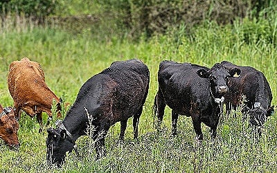 photo of cows grazing in a field of long grass
