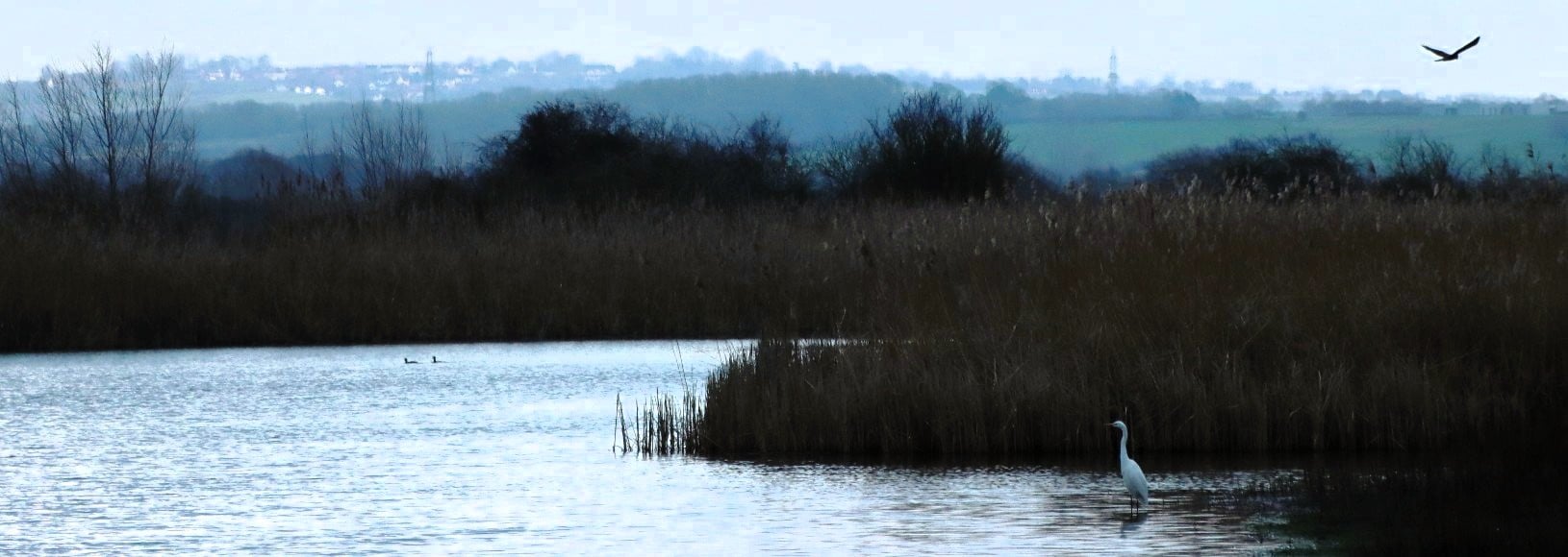 Heron and bird next to river